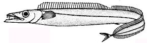 Aphanopus carbo_claves.jpg